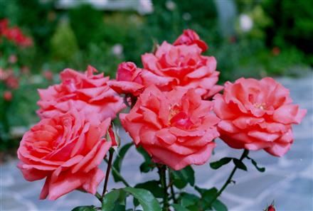 Blumen