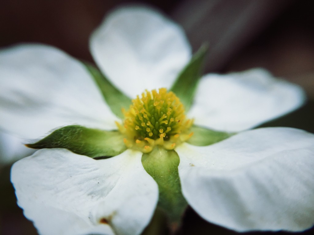 Erdbeerblüte