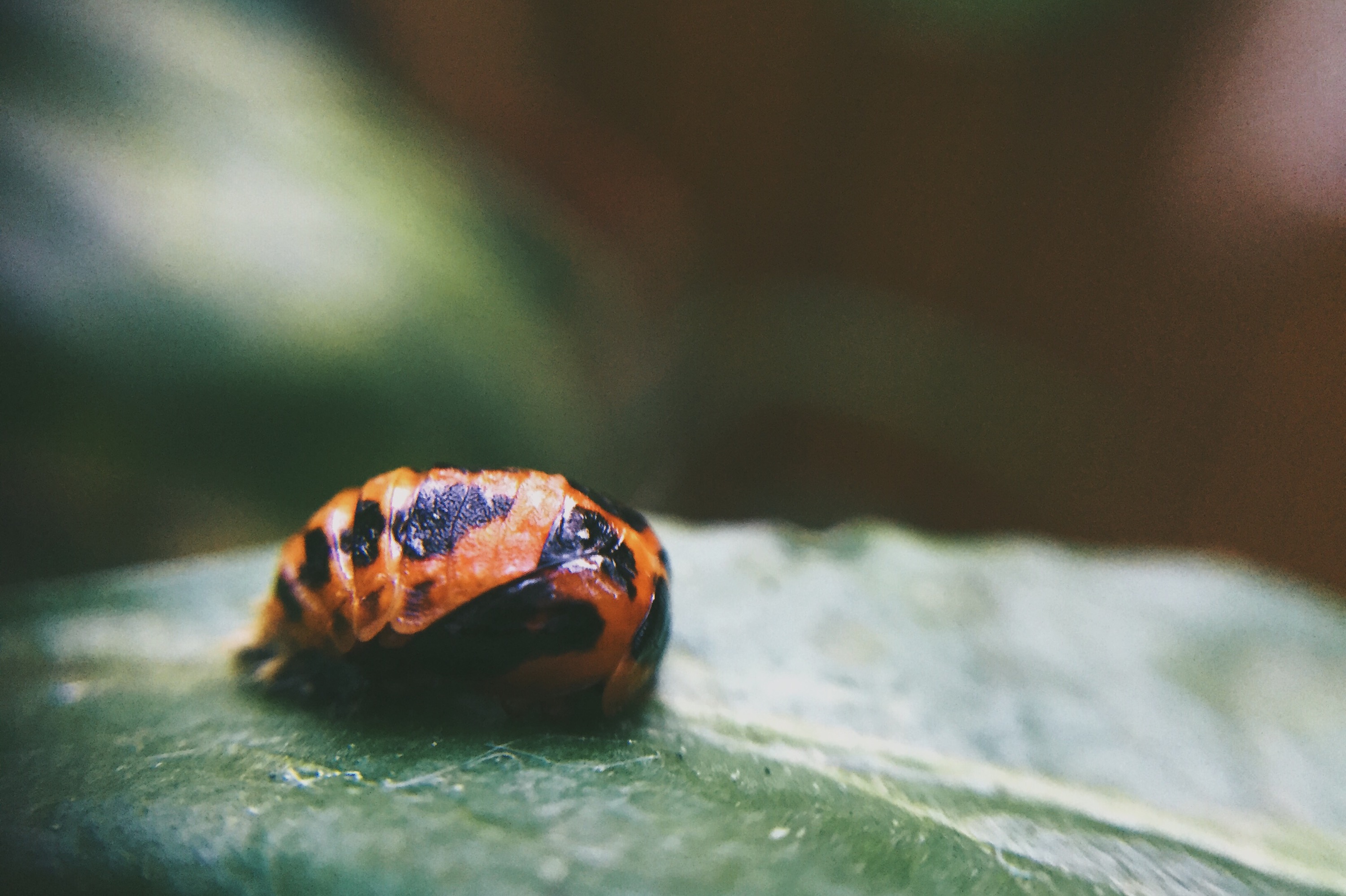 Metamorphose einer Marienkäferlarve