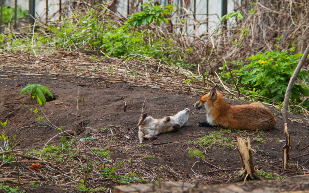 Babyfuchs und Mamafuchs